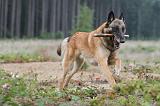 MALINOIS 567